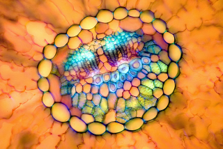 Illustration for article titled Remarkable Nikon Small World Microscope Photography Winners